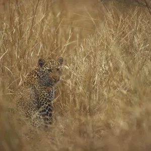 Leopard Leopard