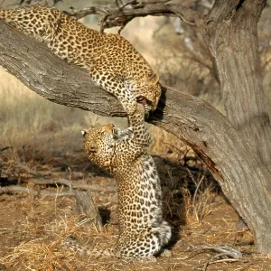 Leopard (Panthera pardus) Leopard (Panthera pardus)