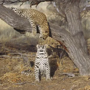 Two leopards Two leopards