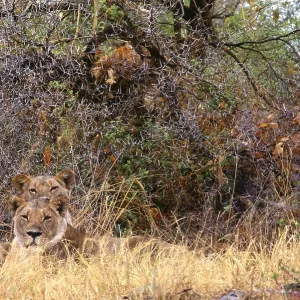 Two lions Two lions