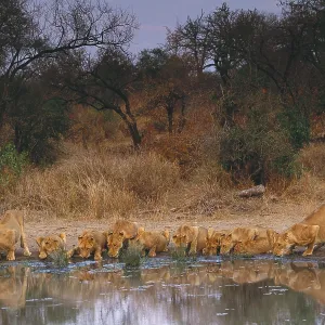 Lions drinking Lions drinking