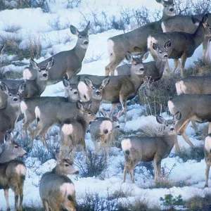 Mule deer Mule deer