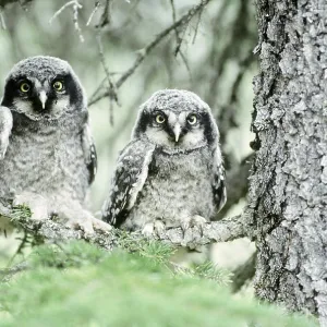 Northern Hawk Owlets Print: Wild Northern Hawk Owls in Alaska Northern Hawk Owlets Print: Wild Northern Hawk Owls in Alaska