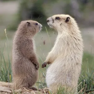 Olympic Marmots Olympic Marmots