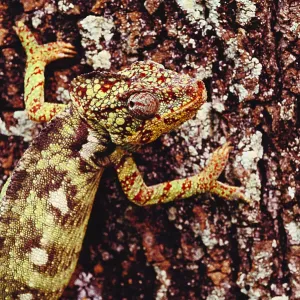 Oustalet's Chameleon Oustalet's Chameleon