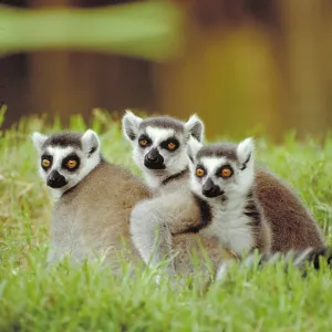 Ring tailed Lemur Ring tailed Lemur