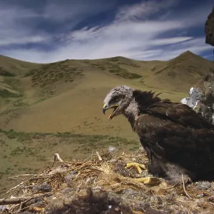 Rough Legged Buzzard Print, Mongolian Landscape