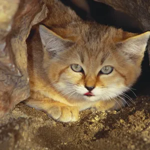 Sand Cat Sand Cat