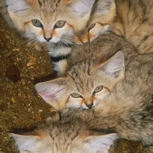 Sand cats Sand cats