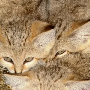 Sand Cats Sand Cats