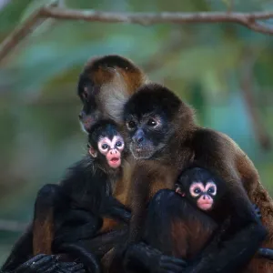 Spider Monkeys Print (Ateles geoffroyi) - Belize Spider Monkeys Print (Ateles geoffroyi) - Belize