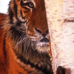 Tiger Tiger