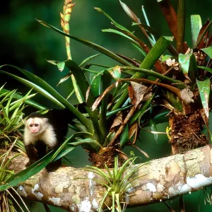 White-headed Capuchin Print, Cebus capucinus White-headed Capuchin Print, Cebus capucinus