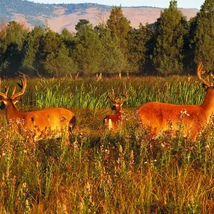 White-tailed deer White-tailed deer