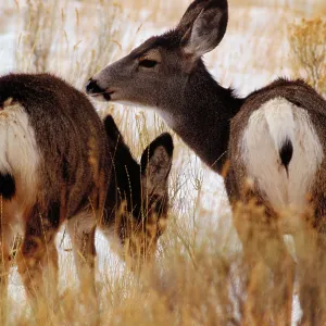 Wild deer Wild deer