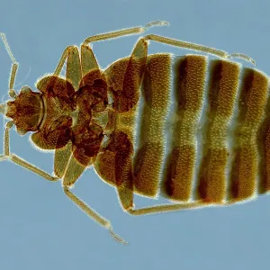 SEM Print of Bedbug Cimex Lectularius