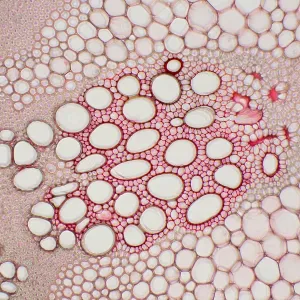 Hogweed Stem under a microscope Hogweed Stem under a microscope