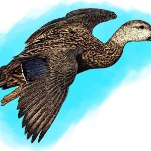 Gefleckter Enten-Anschießvogel Gefleckter Enten-Anschießvogel