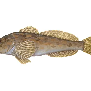 Mottled Sculpin Print: A detailed illustration of a mottled sculpin fish Mottled Sculpin Print: A detailed illustration of a mottled sculpin fish