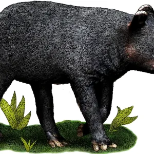 Bergtapir Bergtapir