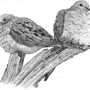 Mourning Doves Pen and Ink Print Mourning Doves Pen and Ink Print