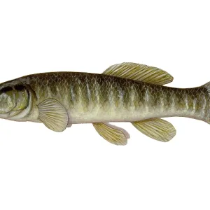 Mud Minnow Print