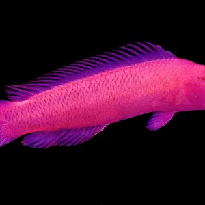 Orchideen-Dottyback