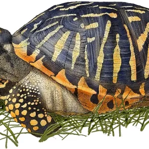Ornate Box Turtle Colorized Print Ornate Box Turtle Colorized Print