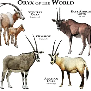 Oryx Species Print - A Collage of All Extant Oryx Oryx Species Print - A Collage of All Extant Oryx