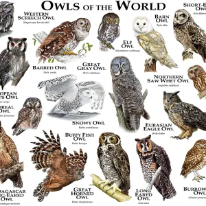 Owls of the World Print: Colorful Owl Species Collection