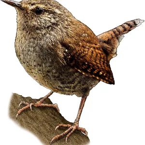Pacific Wren Print: A Single Bird Perched on a Branch Pacific Wren Print: A Single Bird Perched on a Branch