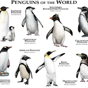 Penguins of the World Print: Color Collage of Various Species Penguins of the World Print: Color Collage of Various Species