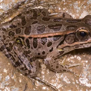 Zangenfrosch