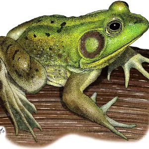 Pig Frog Print, Rana grylio Illustration Pig Frog Print, Rana grylio Illustration