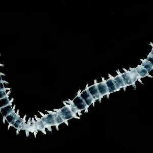 Polychaeten-Wurm