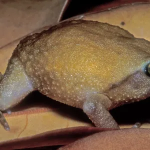 Rain Frog Print, Ground-Dwelling Amphibian Rain Frog Print, Ground-Dwelling Amphibian