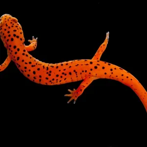 Red Salamander Print, Cave-Dwelling Species Red Salamander Print, Cave-Dwelling Species