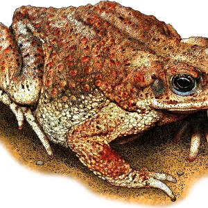 Red Spotted Toad Print Red Spotted Toad Print