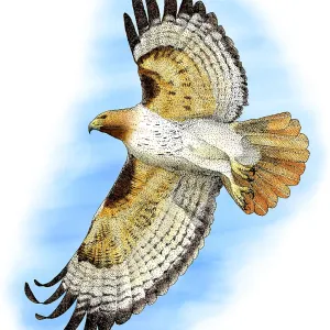 Rotflügelbussard, (Buteo jamaicensis) Rotflügelbussard, (Buteo jamaicensis)