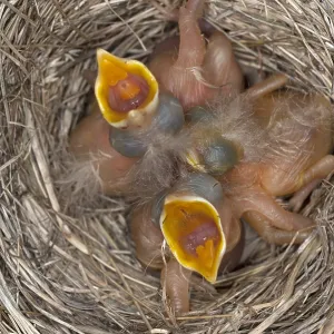 American Robin Nestlings in a Nest Print American Robin Nestlings in a Nest Print
