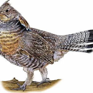 Ruffed Grouse Print, Bonasa umbellus Ruffed Grouse Print, Bonasa umbellus