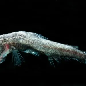 Print of Sabertooth (Odontostomops normalops) from the Gulf of Mexico