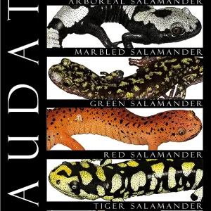 Salamanders Print - Types of Salamanders Salamanders Print - Types of Salamanders