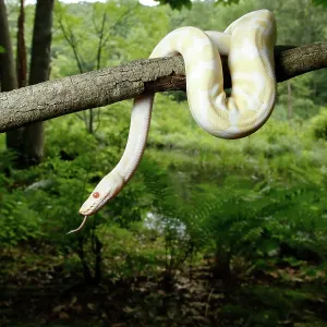 Albino Ball Python climbing tree Albino Ball Python climbing tree
