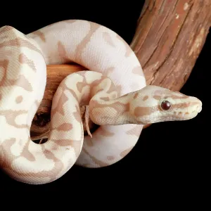 Captive Ball Python Morph Print Captive Ball Python Morph Print