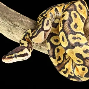 Ball Python Print: Pastel Morph Climbing on a Branch