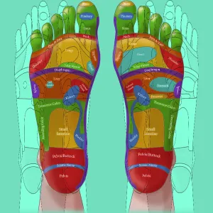 Reflexology Print: Foot Zones Illustration Reflexology Print: Foot Zones Illustration
