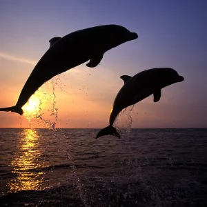 Bottlenose Dolphin Bottlenose Dolphin
