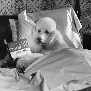Dog Reading in Bed Dog Reading in Bed