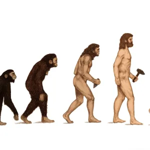 Human Evolution Print: Male Hominid Lineage Human Evolution Print: Male Hominid Lineage